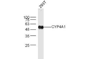 293T lysates probed with CYP4A1 Polyclonal Antibody, Unconjugated  at 1:300 dilution and 4˚C overnight incubation.