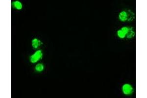 Image no. 6 for anti-Myc Proto-Oncogene protein (MYC) antibody (ABIN1497013) (c-MYC Antikörper)