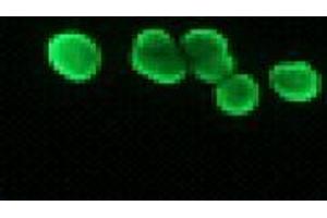 Immunofluorescence (IF) image for anti-Histone H2B antibody (ABIN1107547) (Histone H2B Antikörper)