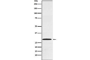 Western blot analysis of Cdx1 expression in Caco-2 cell lysate.