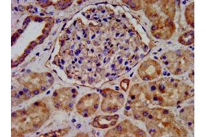 IHC image of ABIN7157980 diluted at 1:300 and staining in paraffin-embedded human kidney tissue performed on a Leica BondTM system. (LEMD2 Antikörper  (AA 17-204))