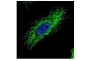 ICC/IF Image Confocal immunofluorescence analysis (Olympus FV10i) of methanol-fixed HeLa, using alpha Tubulin, antibody (Green) at 1:500 dilution. (TUBA1B Antikörper)