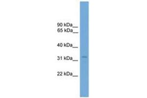 Image no. 1 for anti-Transcription Elongation Factor A2 (TCEA2) (AA 71-120) antibody (ABIN6745243) (TCEA2 Antikörper  (AA 71-120))