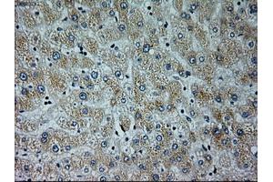 Immunohistochemical staining of paraffin-embedded liver tissue using anti-NEUROG1mouse monoclonal antibody. (Neurogenin 1 Antikörper)