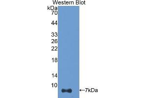 Western Blotting (WB) image for anti-Thymosin beta-4 (TMSB4X) (AA 1-44) antibody (ABIN1174829) (TMSB4X Antikörper  (AA 1-44))
