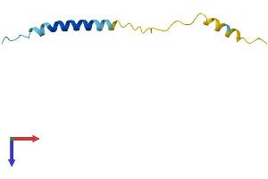 Mitochondrially Encoded ATP Synthase 8 (MT-ATP8) (AA 1-68) protein (Fc Tag)