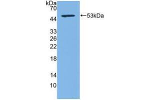 Western blot analysis of recombinant Human CD83. (CD83 Antikörper  (AA 24-205))