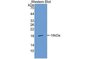 Western Blotting (WB) image for anti-Lectin, Galactoside-Binding, Soluble, 1 (LGALS1) (AA 2-135) antibody (ABIN1862511)