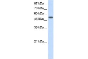 Western Blotting (WB) image for anti-Tyrosyl-tRNA Synthetase (Yars) antibody (ABIN2462148) (YARS Antikörper)