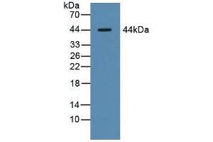 Western blot analysis of Pig Liver Tissue. (Asialoglycoprotein Receptor 1 Antikörper  (AA 77-289))