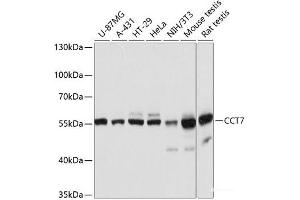 Western blot analysis of extracts of various cell lines using CCT7 Polyclonal Antibody at dilution of 1:3000. (CCT7 Antikörper)