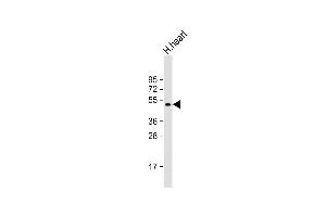 Anti-PDK4 Antibody (C-term) at 1:2000 dilution + human heart lysate Lysates/proteins at 20 μg per lane.