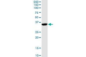 Western Blotting (WB) image for anti-Annexin A1 (ANXA1) (AA 1-346) antibody (ABIN513351)