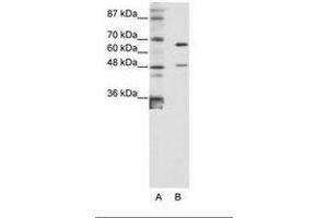 ZNF597 Antikörper  (AA 48-97)