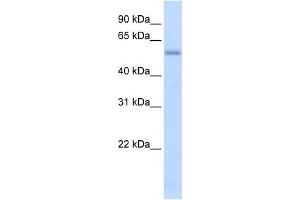 WB Suggested Anti-LMAN1 Antibody Titration:  0. (LMAN1 Antikörper  (N-Term))