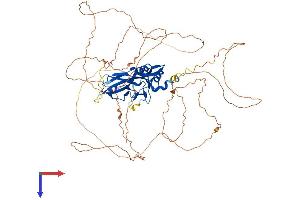 TBR1 Protein (AA 1-682) (His tag)