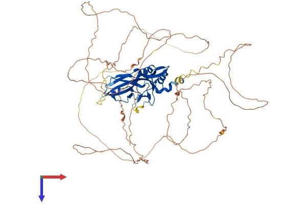 TBR1 Protein (AA 1-682) (His tag)