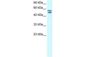 Western Blotting (WB) image for anti-Zinc Finger Protein 768 (ZNF768) antibody (ABIN2460756) (ZNF768 Antikörper)
