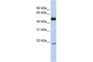 Western Blotting (WB) image for anti-Basic Helix-Loop-Helix Family, Member E40 (BHLHE40) antibody (ABIN2460849) (BHLHE40 Antikörper)