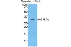 Western Blotting (WB) image for anti-Cadherin EGF LAG Seven Pass G-Type Receptor 2 (CELSR2) (AA 544-796) antibody (ABIN1858362) (CELSR2 Antikörper  (AA 544-796))