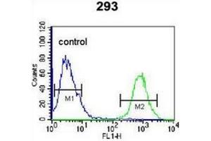 Flow cytometric analysis of 293 cells using OGN Antibody (C-term) Cat.