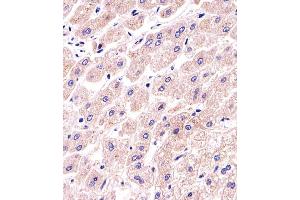 Immunohistochemical analysis of paraffin-embedded H. (PPP2R2A Antikörper  (N-Term))