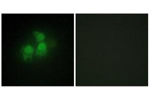 Immunofluorescence (IF) image for anti-Inositol 1,3,4,5,6-Pentakisphosphate 2-Kinase (IPPK) (N-Term) antibody (ABIN1849982) (IPPK Antikörper  (N-Term))