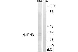 Western blot analysis of extracts from HT-29 cells, using NXPH3 antibody. (NXPH3 Antikörper  (Internal Region))
