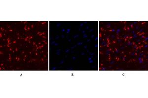 Immunofluorescence analysis of mouse heart tissue. (Connexin 43/GJA1 Antikörper  (AA 310-390))