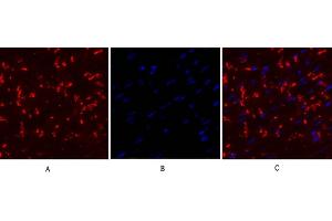 Immunofluorescence analysis of mouse heart tissue. (Connexin 43/GJA1 Antikörper  (AA 310-390))