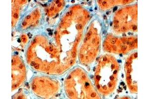 ABIN2559863 (4µg/ml) staining of paraffin embedded Human Kidney. (SEMA5A Antikörper  (Internal Region))