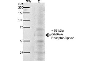 Western Blot analysis of Mouse Brain showing detection of ~55 kDa GABA A Receptor Alpha 2 protein using Mouse Anti-GABA A Receptor Alpha 2 Monoclonal Antibody, Clone S399-19 .