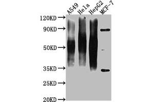 Western Blot Positive WB detected in: A549 whole cell lysate, Hela whole cell lysate, HepG2 whole cell lysate, MCF-7 whole cell lysate All lanes CD63 antibody at 1:1000 Secondary Goat polyclonal to mouse IgG at 1/50000 dilution Predicted band size: 30-120 KD KDa Observed band size: 30-120 KD KDa Exposure time:1 min (CD63 Antikörper  (AA 103-203))