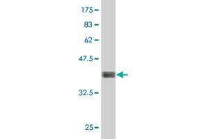 Western Blot detection against Immunogen (37. (LNX1 Antikörper  (AA 19-118))