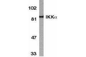 Western blot analysis of IKK alpha in HeLa whole cell lysate with AP30403PU-N IKK alpha antibody at 1/1000 dilution.