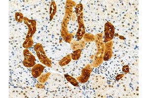 GPX8 Antibody at 1/100 staining Rat kidney tissue by IHC-P. (GPX8 Antikörper  (Internal Region))