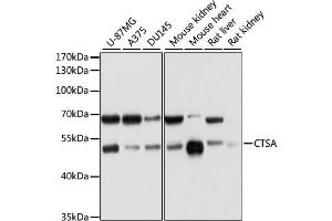 Western blot analysis of extracts of various cell lines, using CTSA antibody (ABIN1876689) at 1:1000 dilution. (CTSA Antikörper)