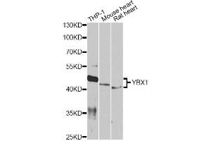 Western blot analysis of extracts of various cell lines, using YBX1 antibody.