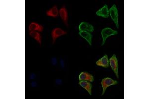 ABIN6261296 and ABIN6277276 staining HepG2 cells by IF/ICC. (DIABLO Antikörper  (C-Term))
