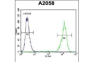 Flow cytometric analysis of A2058 cells (right histogram) compared to a negative control cell (left histogram). (RAB10 Antikörper  (AA 89-117))