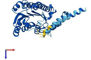HSD17B3 Protein (AA 1-305) (His tag)