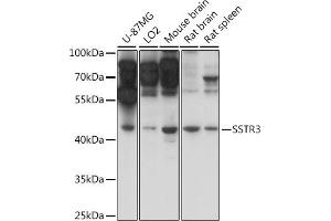 Western blot analysis of extracts of various cell lines, using SSTR3 antibody (ABIN7270494) at 1:1000 dilution. (SSTR3 Antikörper  (AA 250-350))
