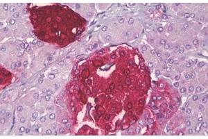 Anti-SST / Somatostatin antibody IHC staining of human pancreas, islets of Langerhans. (Somatostatin Antikörper  (AA 10-59))