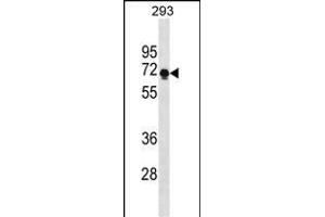 PRR14 Antibody (C-term) (ABIN1881689 and ABIN2838632) western blot analysis in 293 cell line lysates (35 μg/lane). (PRR14 Antikörper  (C-Term))