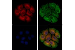 ABIN7094556 and ABIN7098605 staining Hela cells by IF/ICC. (PF4 Antikörper  (Internal Region))