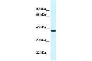 Western Blot showing Wdr45l antibody used at a concentration of 1. (WD Repeat Domain 45B (WDR45B) (N-Term) Antikörper)