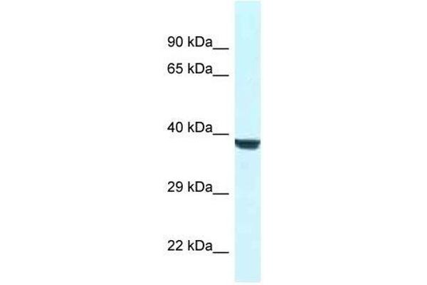 WD Repeat Domain 45B (WDR45B) (N-Term) Antikörper
