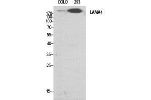 Western Blot (WB) analysis of specific cells using Laminin alpha-4 Polyclonal Antibody. (LAMa4 Antikörper  (Internal Region))
