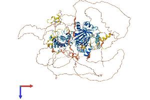 Hairless Protein (HR) (AA 1-1189) (His tag)