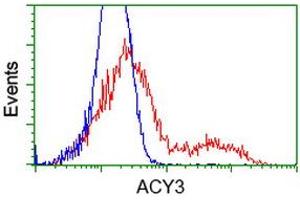 HEK293T cells transfected with either RC202287 overexpress plasmid (Red) or empty vector control plasmid (Blue) were immunostained by anti-ACY3 antibody (ABIN2454220), and then analyzed by flow cytometry. (Aminoacylase 3 Antikörper)